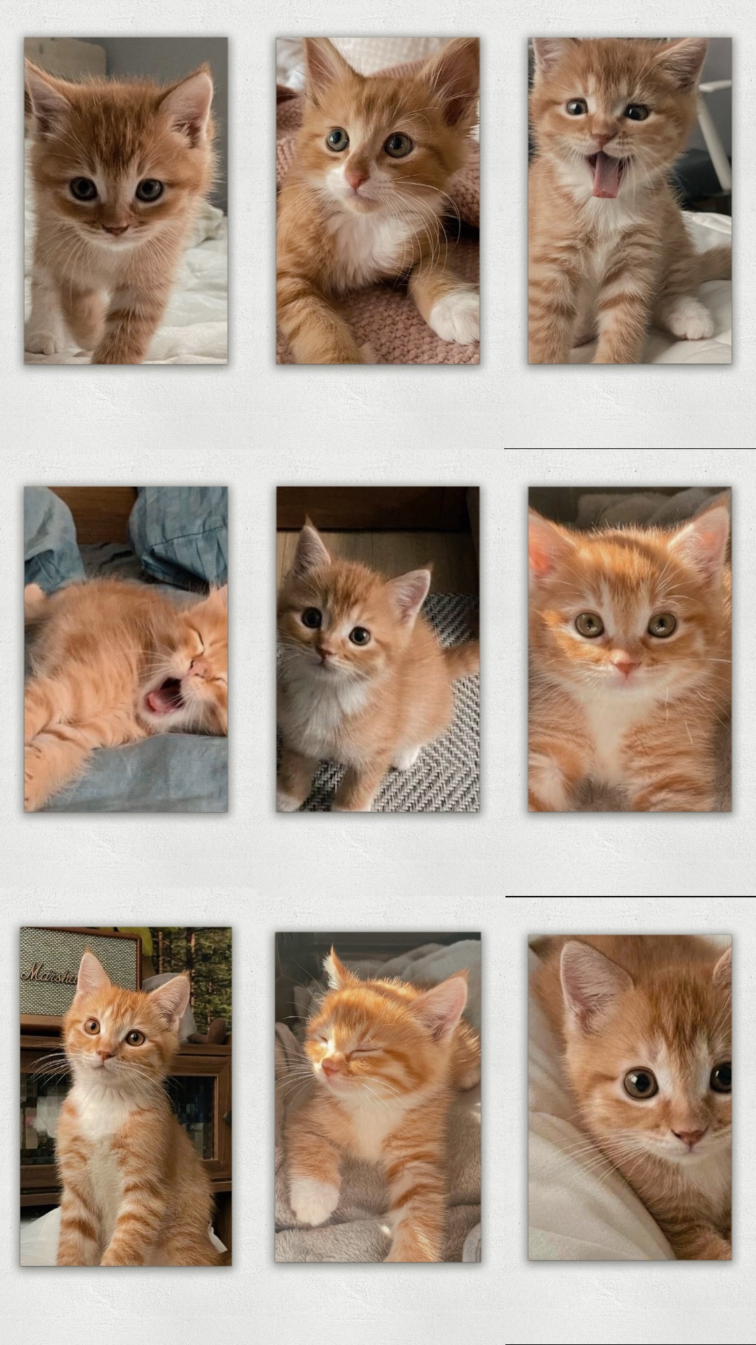 Amantes de gatos 