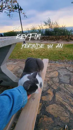 kedi / cat video