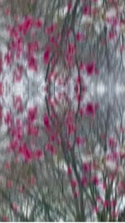 Star Magnolia flower