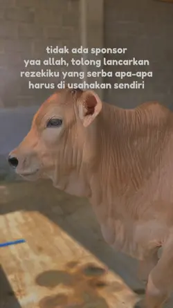 story sapi