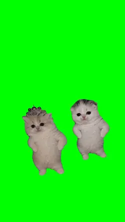 cute dancing kittens