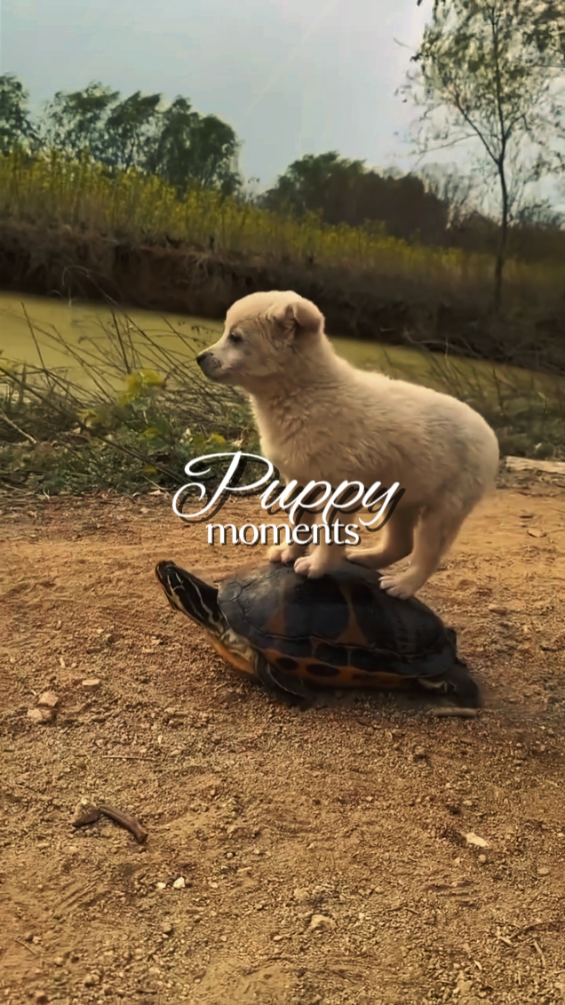 Puppy Moments
