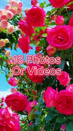 16 Photo Slides