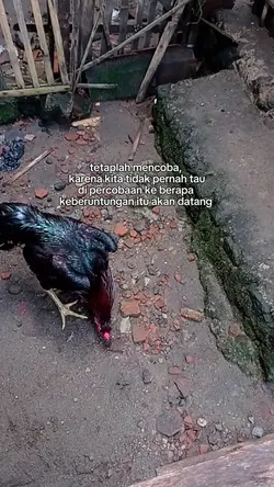 story ayam 
