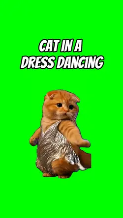 Cat in dress dancing