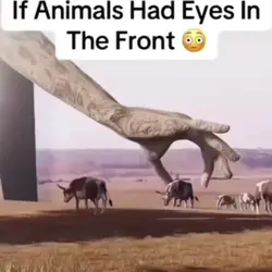 ANIMALS 