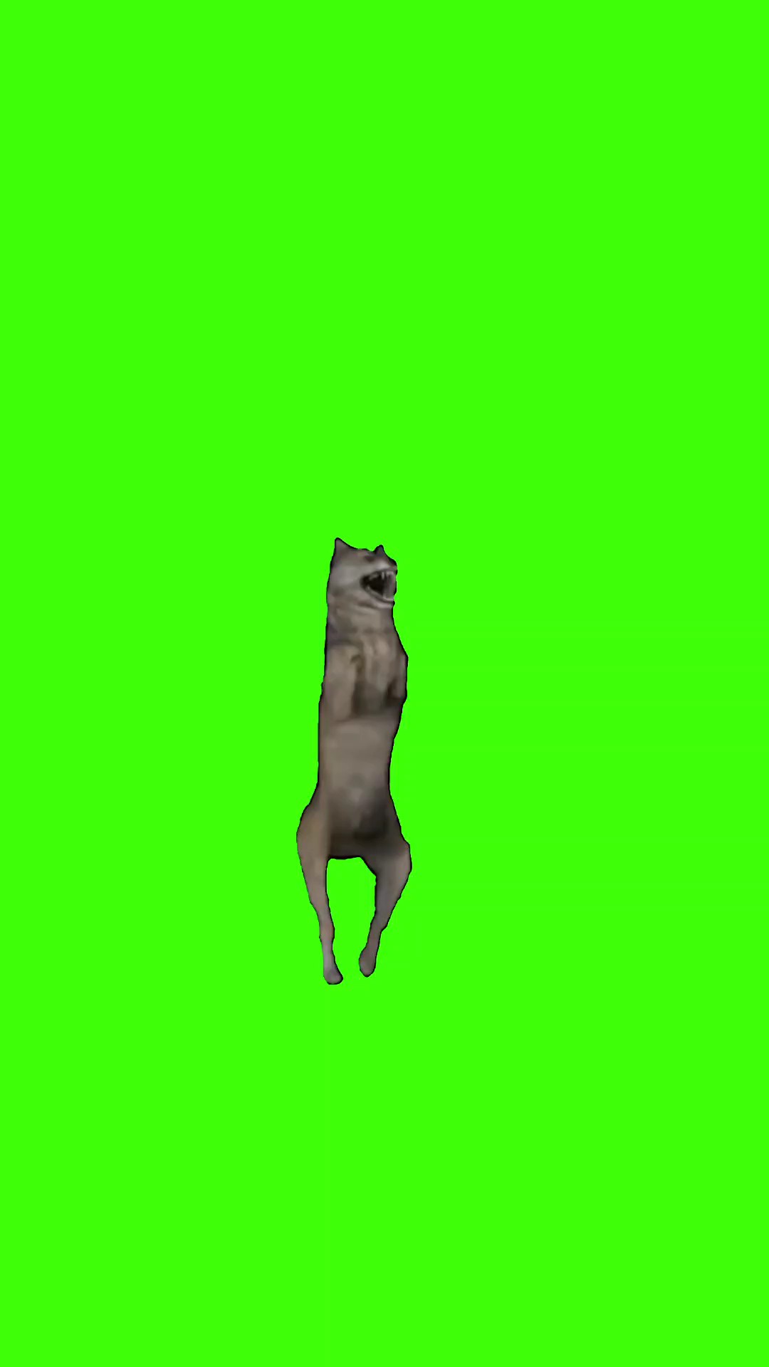 루프 퀴 댄스