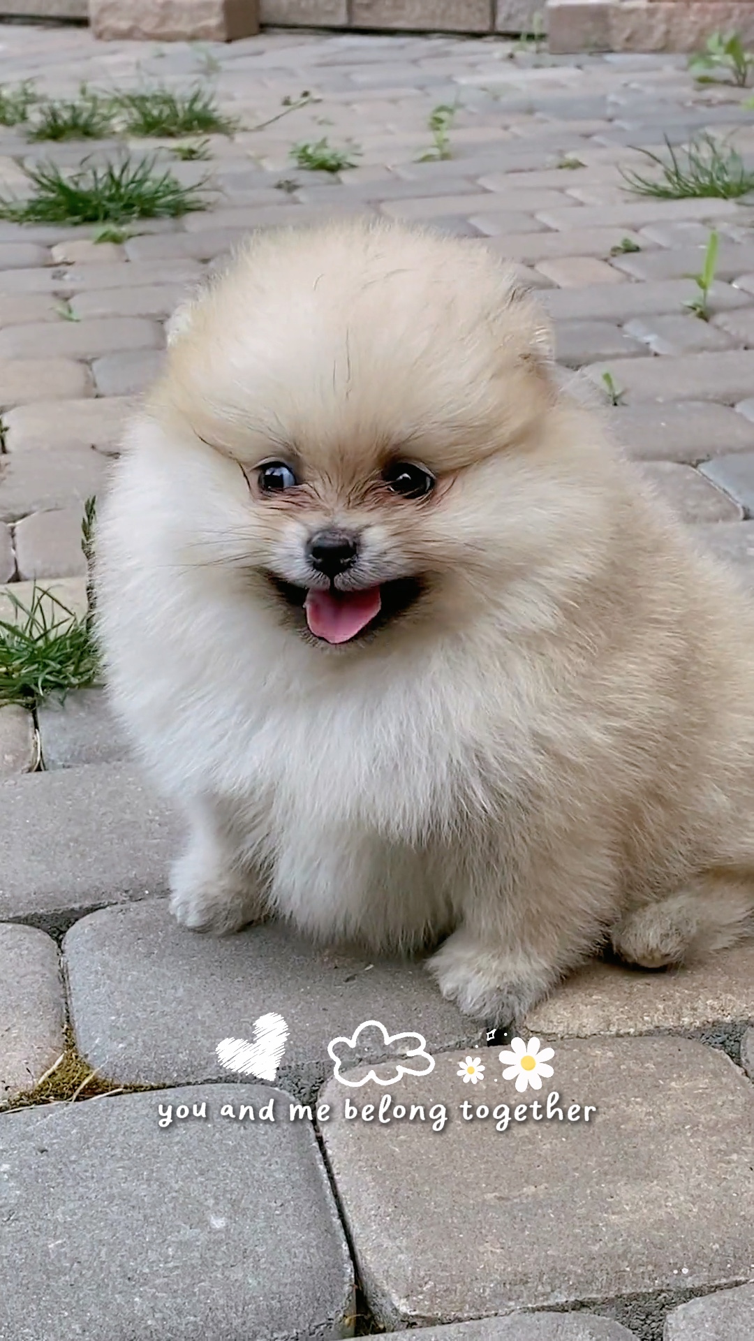 Hündchen bester Freund