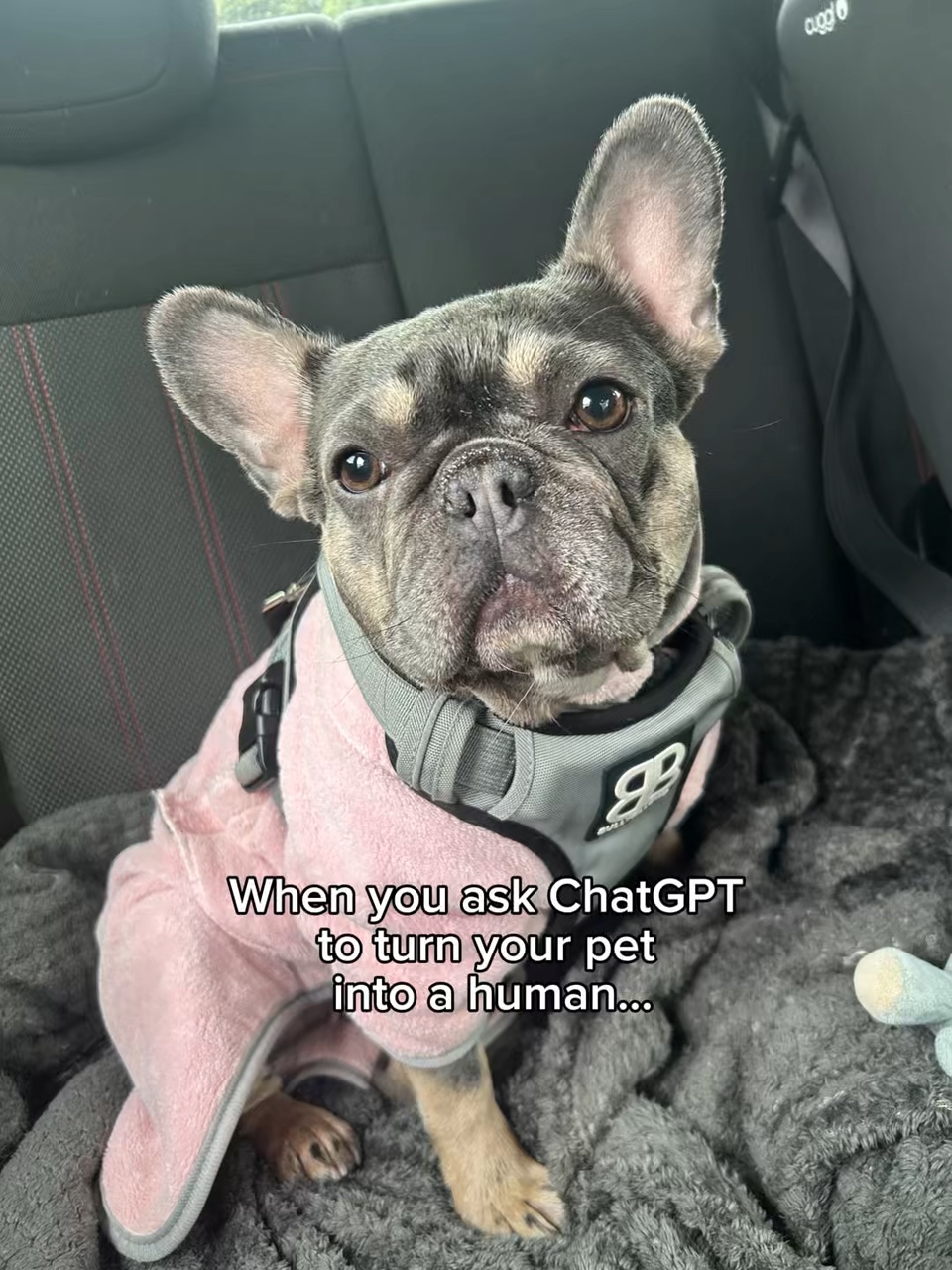Chat entre chiens et humains GPT