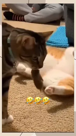 cat vs mouse 