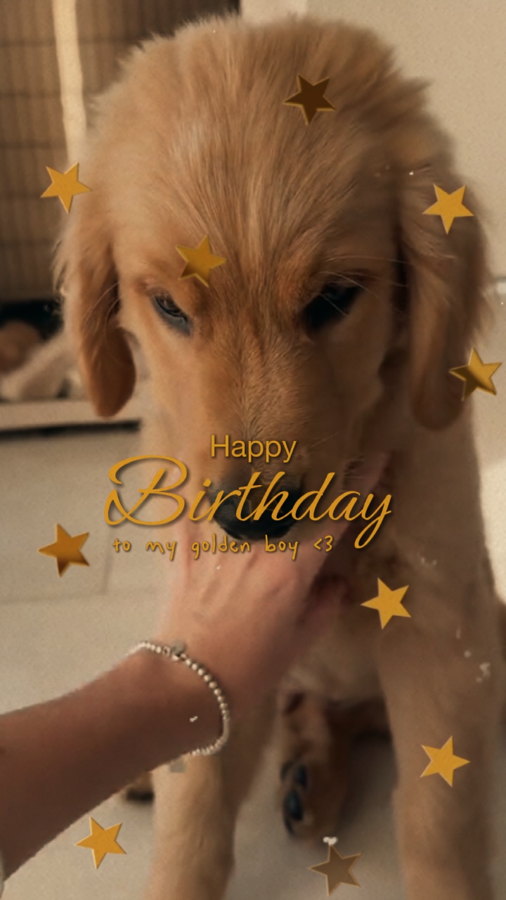 Dog Birthday😚