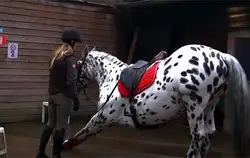 Down word dog 🥰❤️