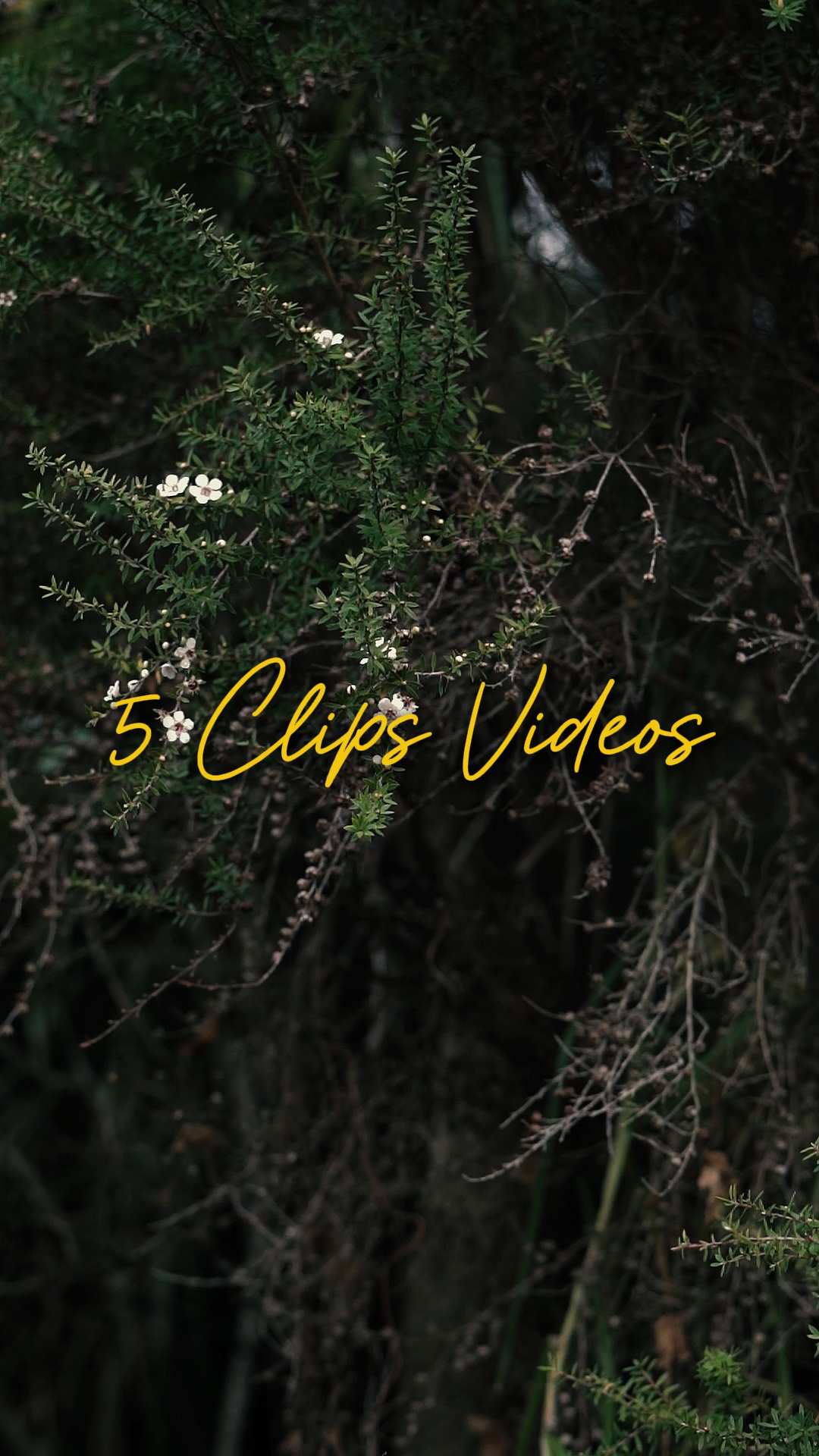 Cinématique 5 Vidéos