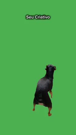 dog dançando 