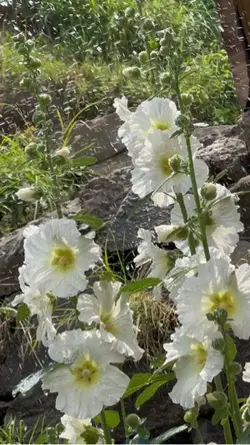 کشمیر