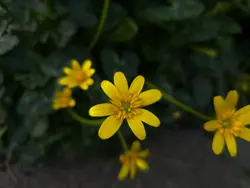 Flower template 