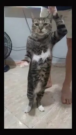 the cat dance 1.1