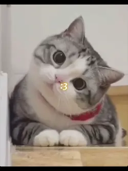 Cute cats