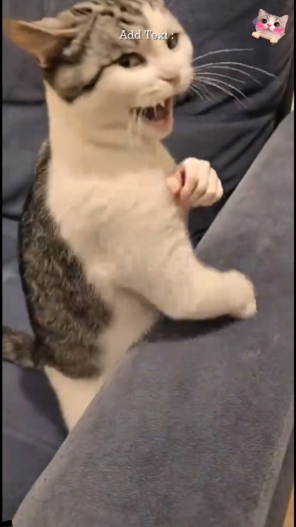 Funny Cat: 