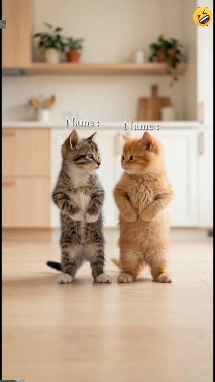 Cute Cat, 