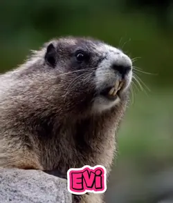 EVI