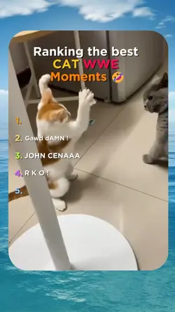 Best Cat WWE moments