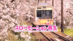 【桜満開✤スローモーション再生】