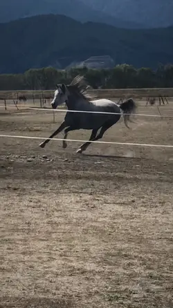 Crazy pony ๐