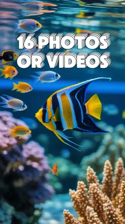 16 Video Slides