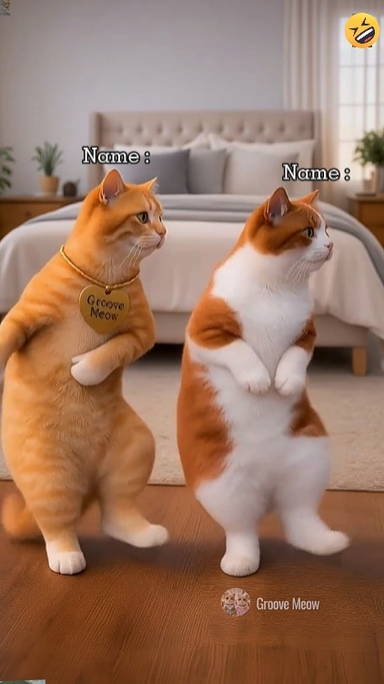 Funny dance cat'
