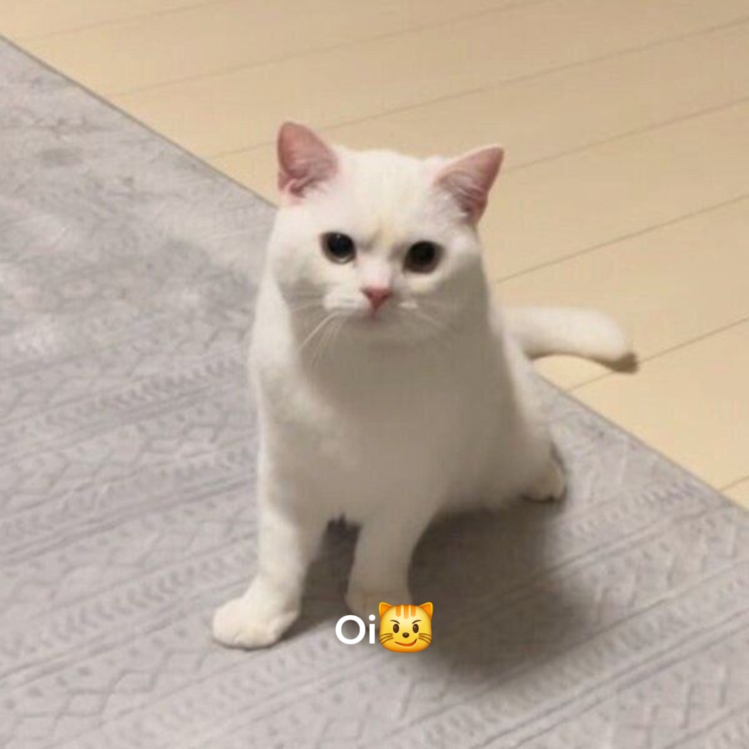 고양이 근육
