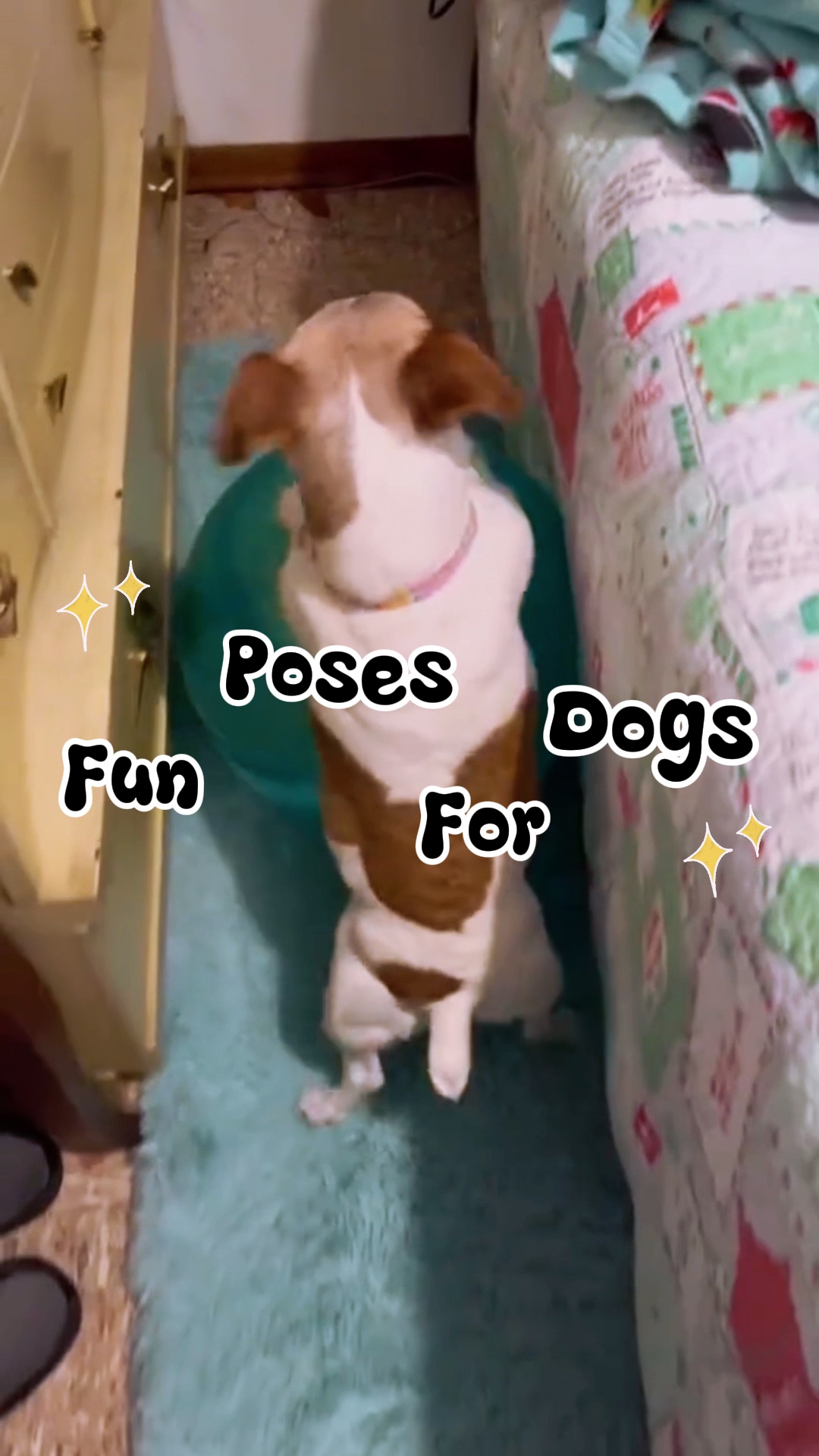 Lustige Posen für Hunde