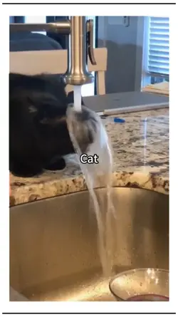 cat memes