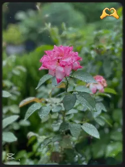 ramri raixau ful van