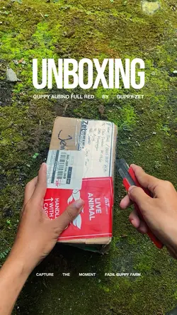 Unboxing 