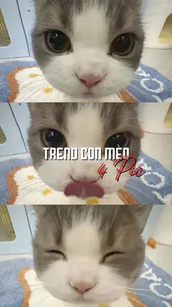 Trend Con Mèo