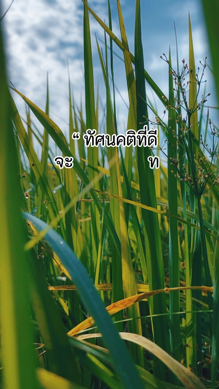 เเนวคิด | มุมมอง
