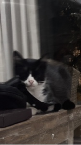 Eu amo meus animais de estimação