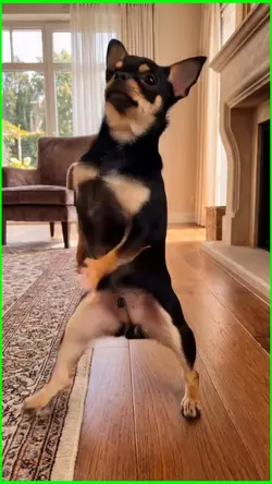 dancing dog 