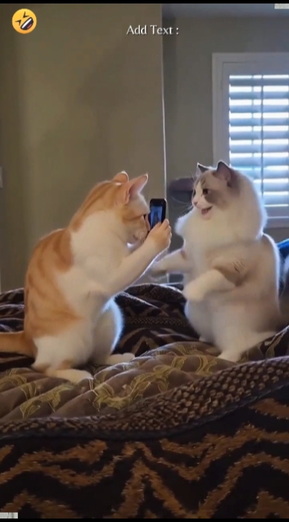 Tendencia del gato de baile