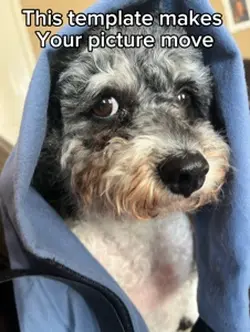 Make a picture move