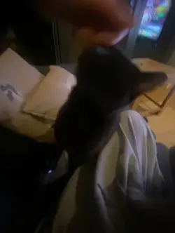 #deadcat