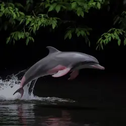 Boto cor-de-rosa! 🩷