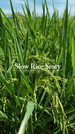 rice story