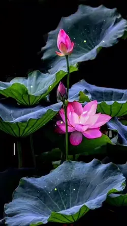 NHẠC THIỀN PHẬT 