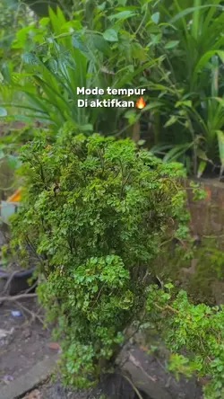 Mode tempur di aktif