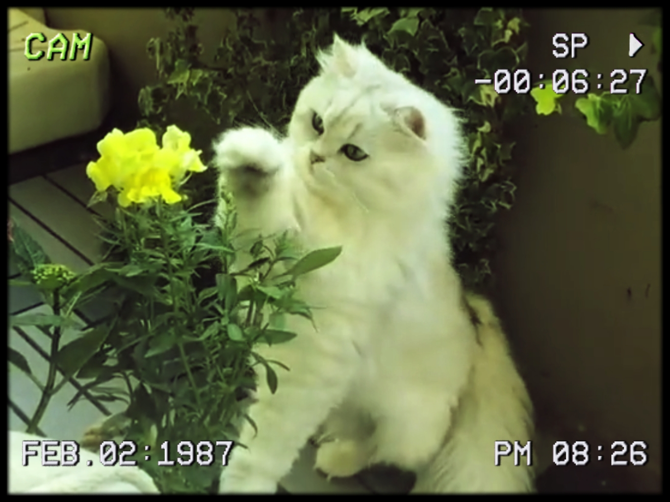 vlog retro film 