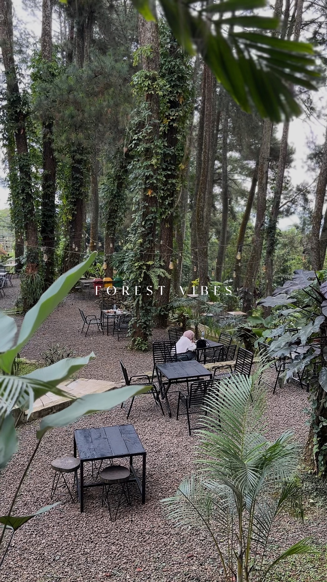 Vibras del bosque 