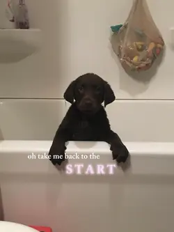 my puppy