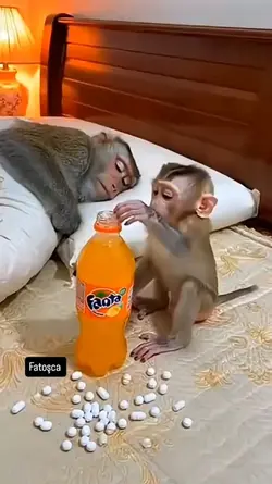 monyet lucu